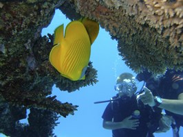 Colorful Red Sea 